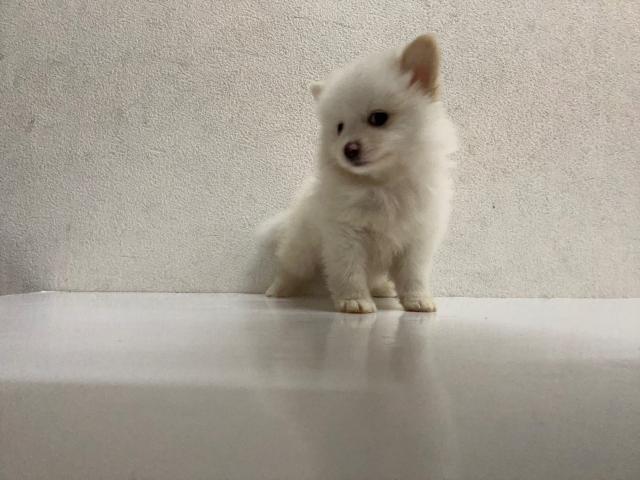 ポメラニアン