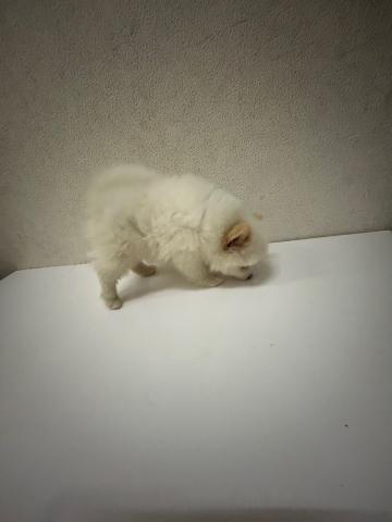 ポメラニアン