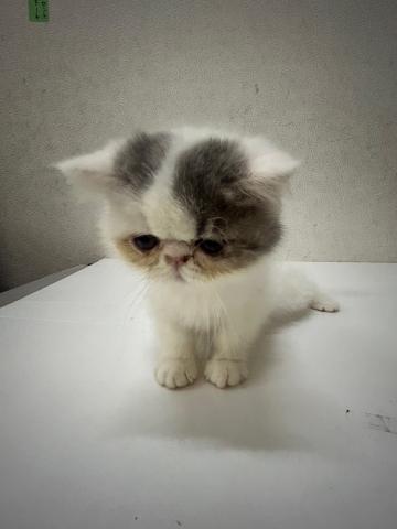 エキゾチックロングヘアー