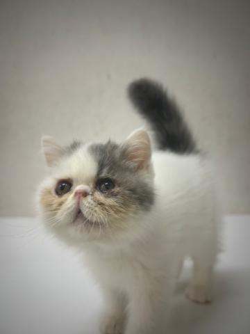 エキゾチックロングヘアー