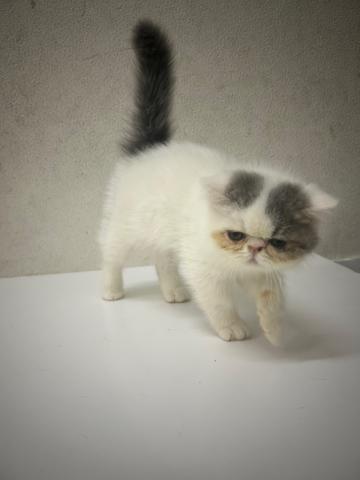 エキゾチックロングヘアー