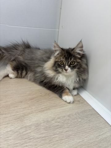 ノルウェージャンフォレストキャット