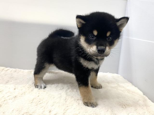 柴犬
