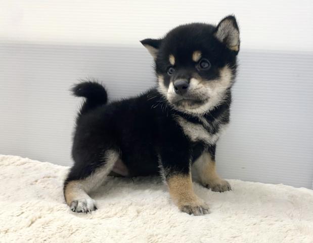 柴犬
