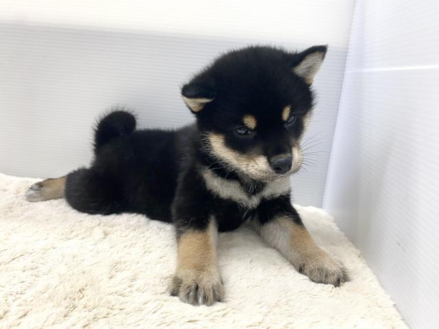 柴犬