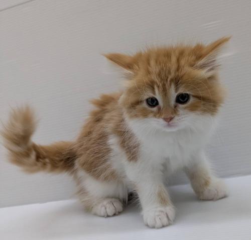 スコティッシュフォールド