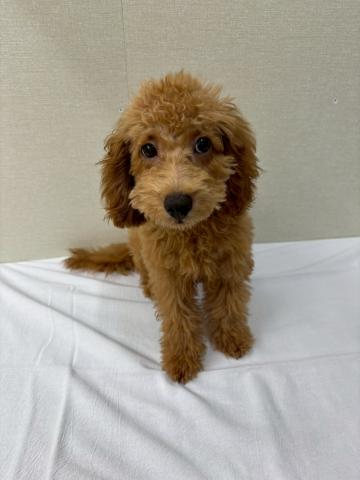 トイプードル