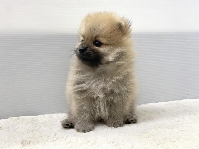 ポメラニアン