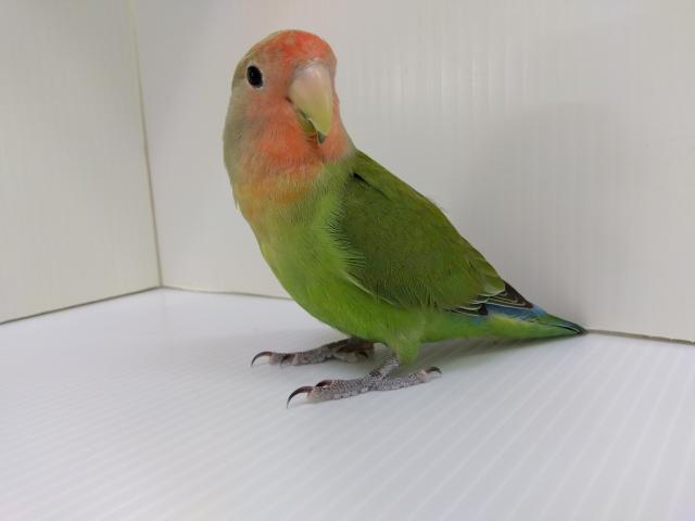 コザクラインコ