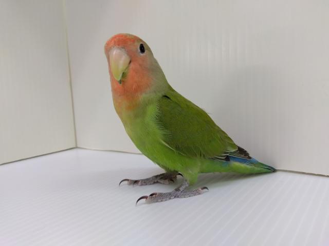 コザクラインコ