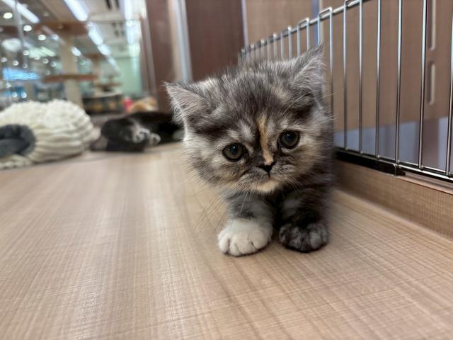 エキゾチックショートヘアー
