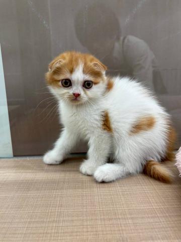スコティッシュフォールド