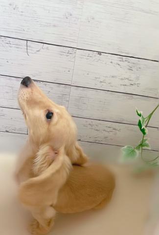 ミニチュアダックスフンド