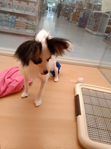 パピヨン