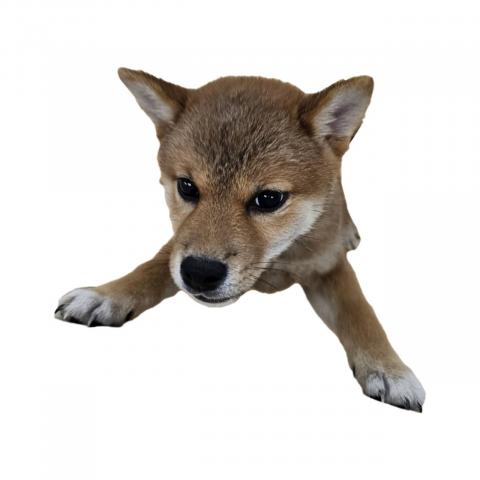 柴犬