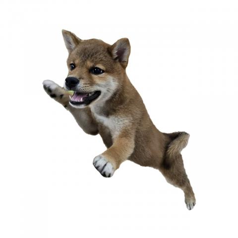 柴犬