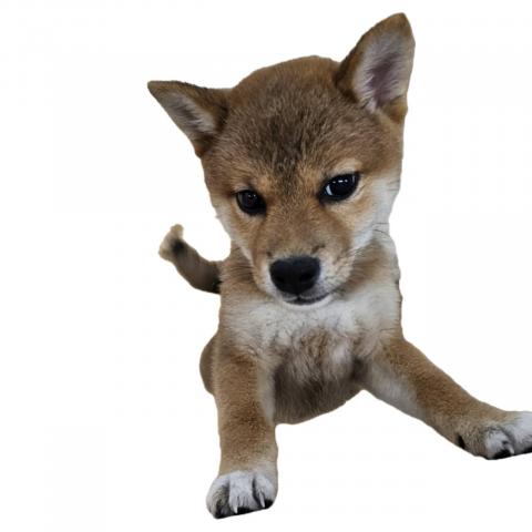 柴犬