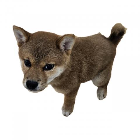 柴犬