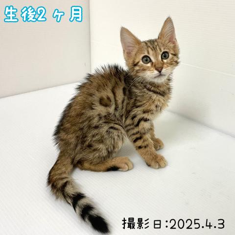 ベンガル