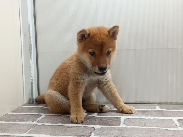 柴犬