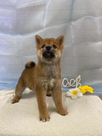 柴犬