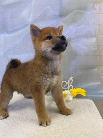 柴犬