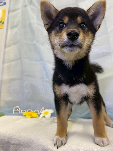 柴犬