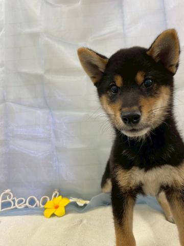 柴犬