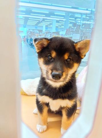 柴犬