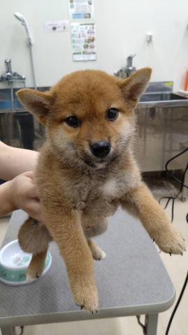 柴犬