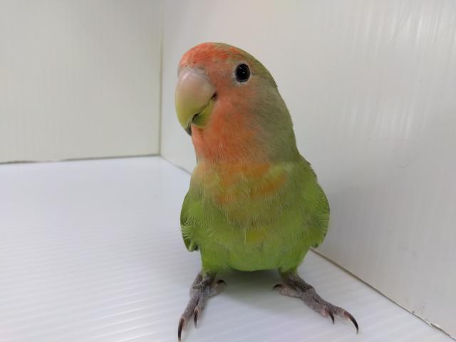 コザクラインコ