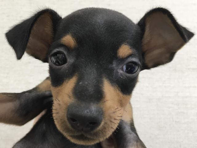 ミニチュアピンシャー