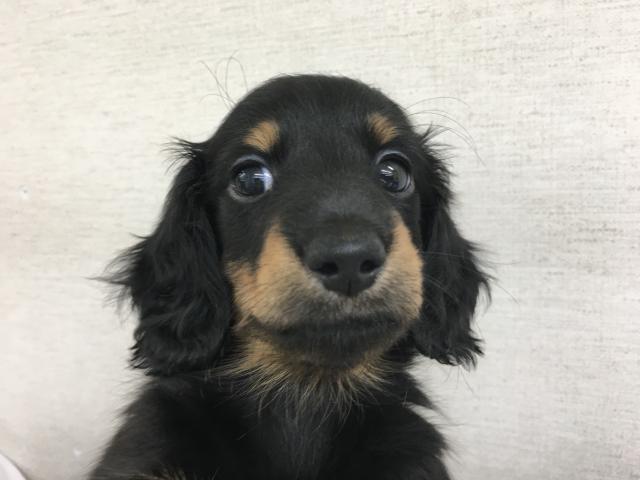 ミニチュアダックスフンド