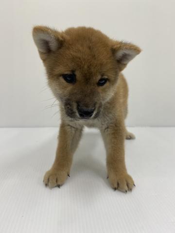 柴犬