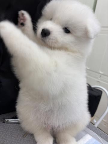 サモエド