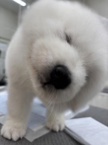 サモエド