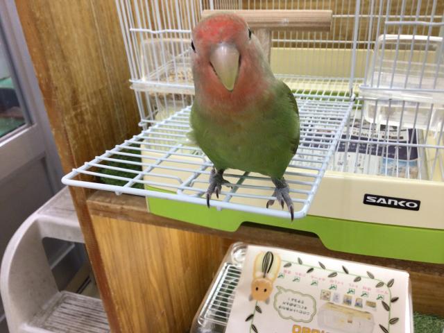 コザクラインコ