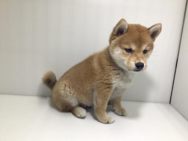 柴犬