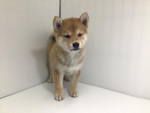 柴犬