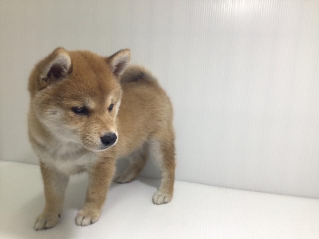 柴犬