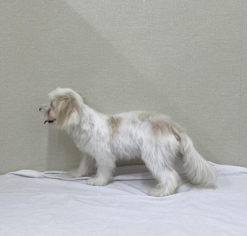 マルチーズ