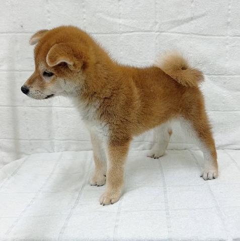 柴犬