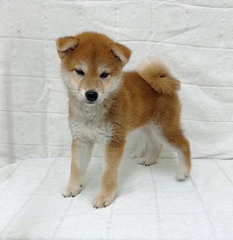 柴犬