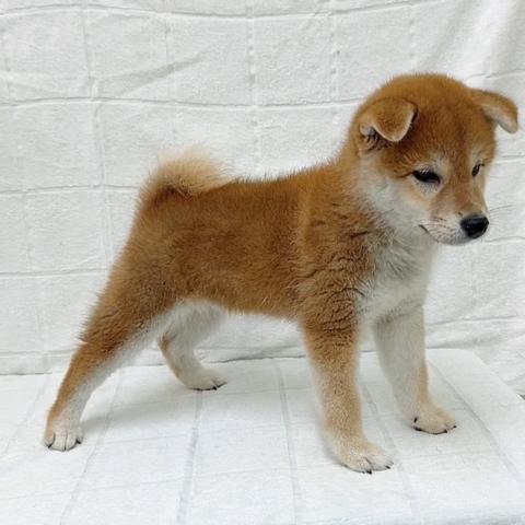 柴犬