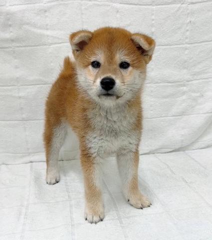 柴犬