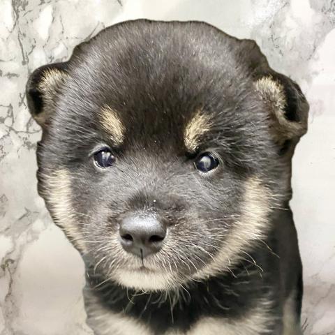 柴犬