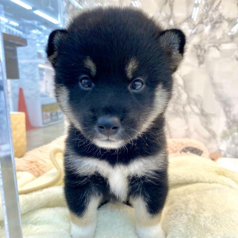 柴犬