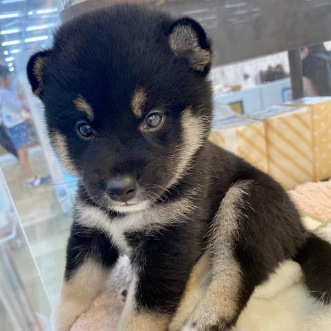 柴犬