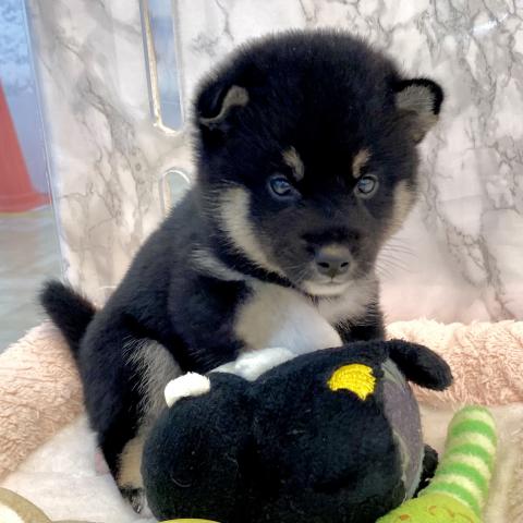 柴犬