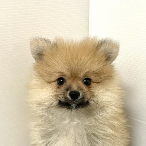 ポメラニアン